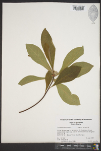 Franklinia alatamaha image