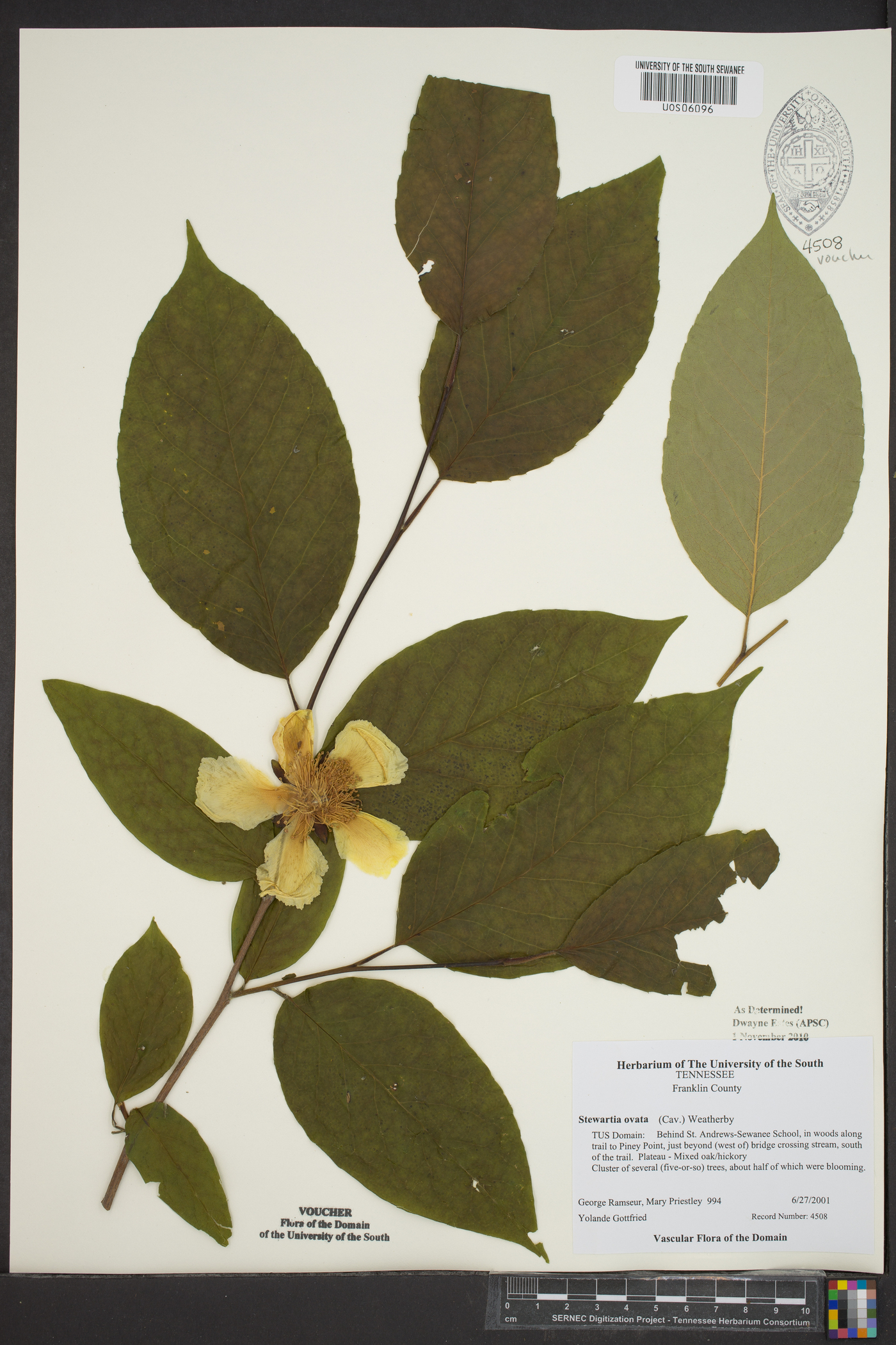 Stewartia ovata image