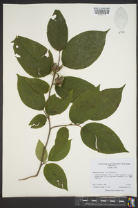 Stewartia ovata image