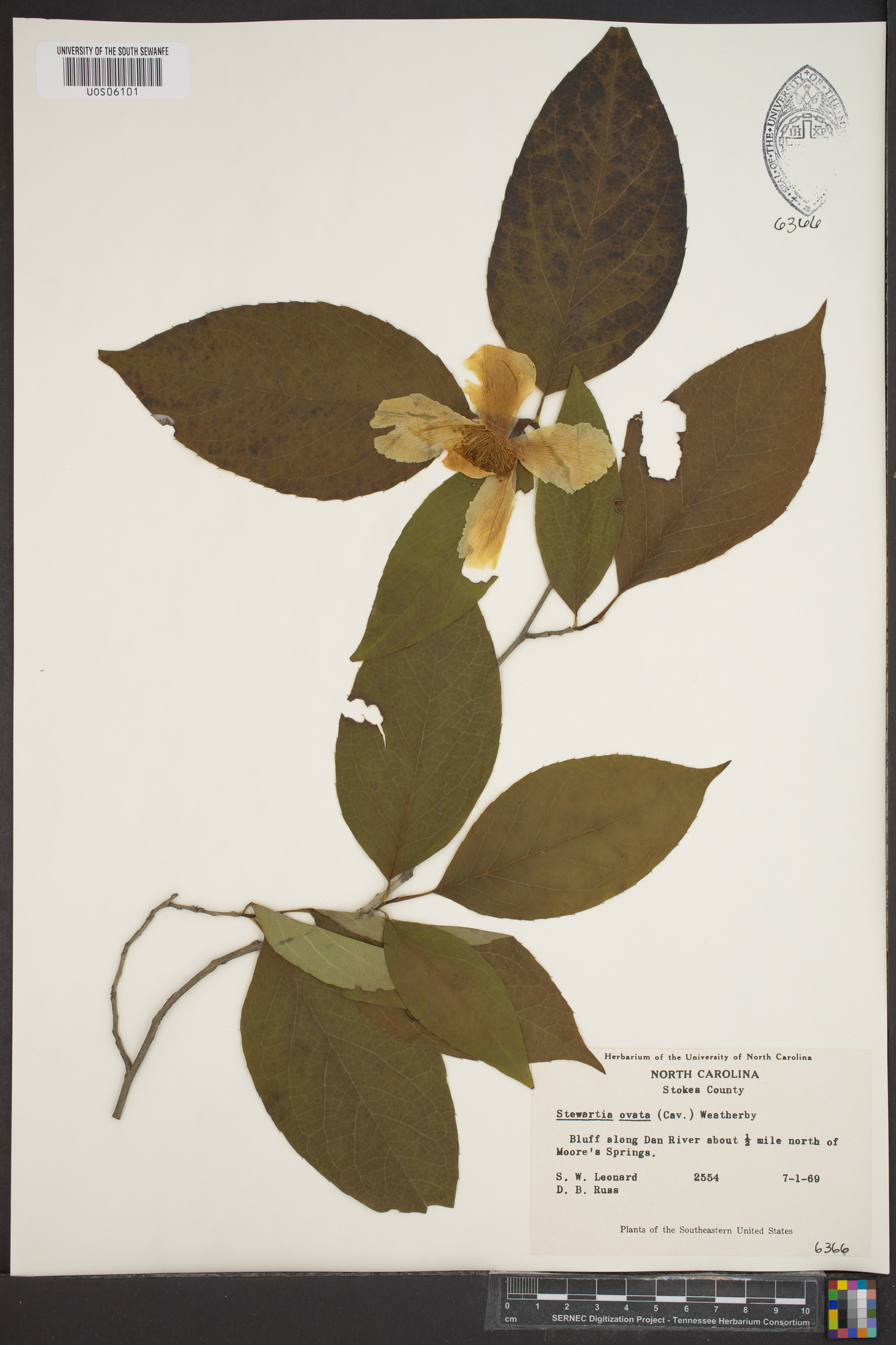 Stewartia ovata image