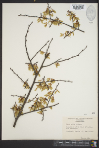 Ulmus alata image