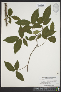 Ulmus alata image