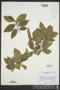 Ulmus serotina image