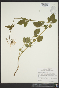 Valeriana pauciflora image