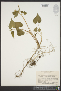 Viola canadensis var. rugulosa image