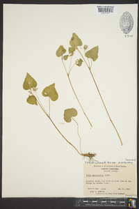 Viola pubescens var. pubescens image