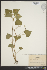 Viola pubescens var. scabriuscula image