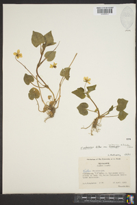 Viola pubescens var. pubescens image