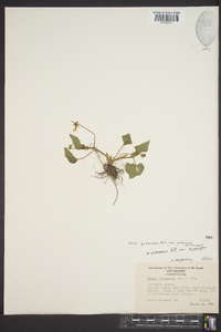 Viola pubescens var. pubescens image