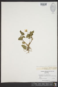 Viola pubescens var. pubescens image