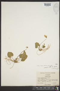 Viola sororia var. sororia image