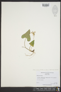 Viola sororia var. sororia image