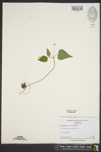 Viola tripartita image