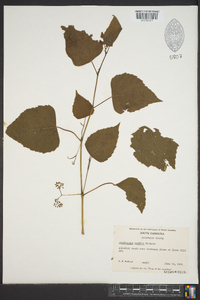 Ampelopsis cordata image