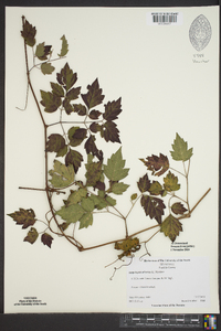 Ampelopsis arborea image