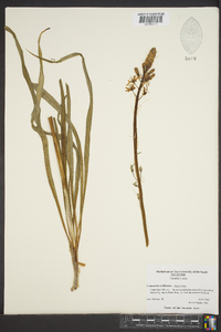 Camassia scilloides image