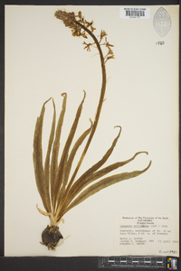 Camassia scilloides image