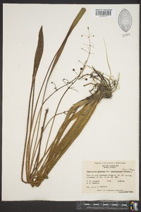 Sagittaria graminea var. weatherbiana image