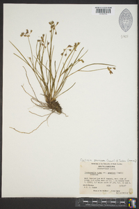 Callisia graminea image