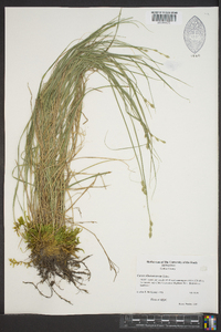 Carex albolutescens image