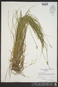 Carex albolutescens image