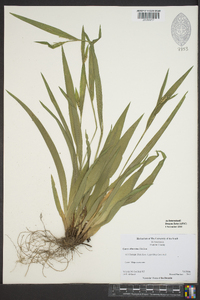 Carex albursina image