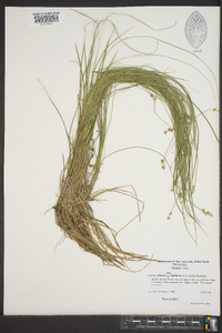 Carex atlantica subsp. capillacea image