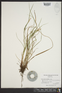 Carex austrocaroliniana image