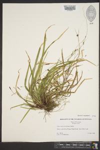 Carex austrocaroliniana image