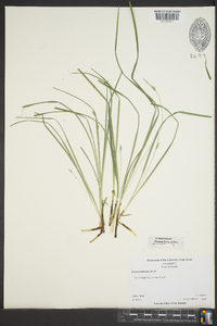 Carex basiantha image