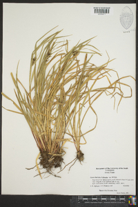 Carex bullata image