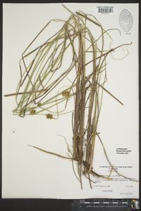 Carex bullata image