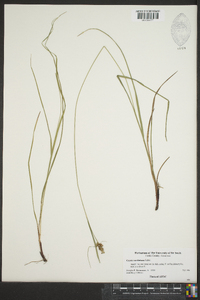 Carex caroliniana image