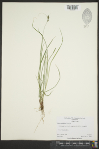 Carex caroliniana image