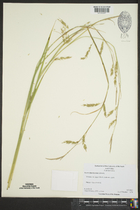 Carex cherokeensis image