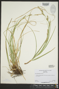 Carex cherokeensis image