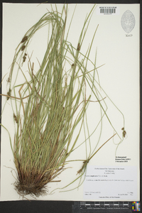 Carex complanata image