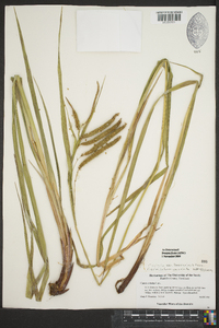 Carex crinita var. brevicrinis image