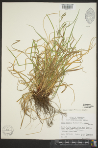 Carex debilis var. debilis image