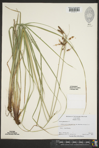 Carex glaucescens image