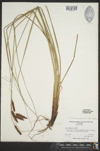 Carex glaucescens image