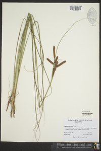 Carex glaucescens image