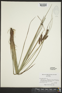 Carex glaucescens image