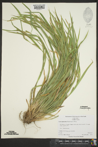 Carex glaucodea image