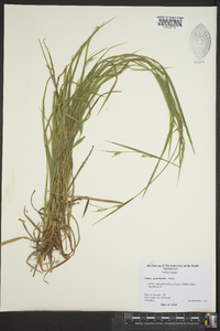 Carex gracilescens image