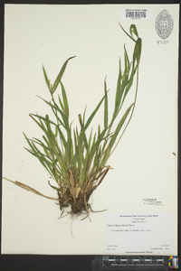 Carex kraliana image