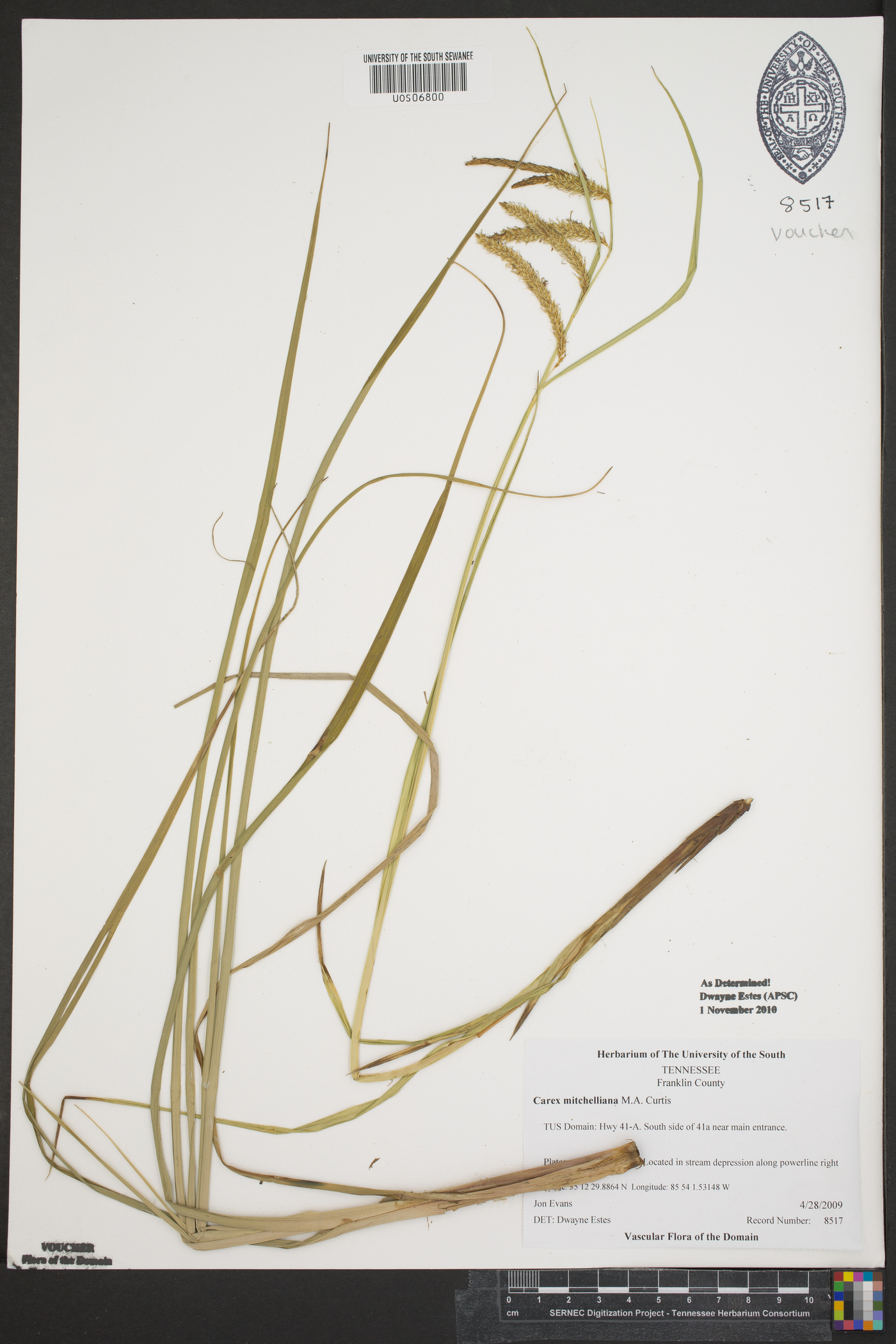 Carex mitchelliana image