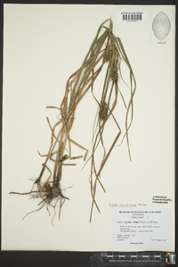 Carex louisianica image