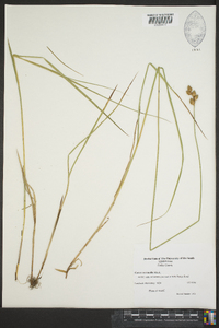 Carex normalis image