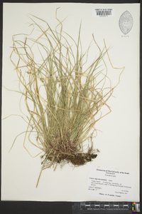 Carex nigromarginata image